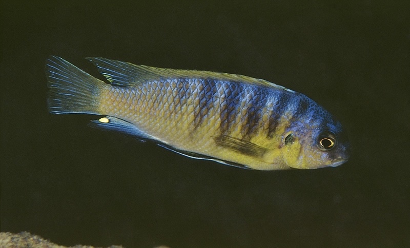 Tropheops sp. 'aurora' Thumbi Point